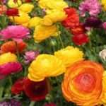 Как правильно сажать ранункулюс. Все секреты выращивания