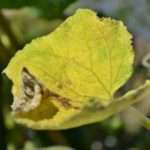 Почему у огурцов желтеют листья? Как бороться с проблемой?