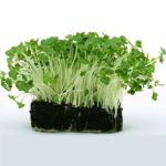 Микрозелень,  что это такое и как вырастить дома?