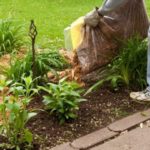 Хвойный опад: что это и его преимущества в качестве удобрения