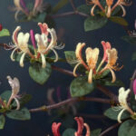 Жимолость, которая удивляет: как вырастить урожай раньше клубники