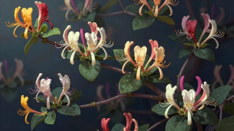 Жимолость, которая удивляет: как вырастить урожай раньше клубники Жимолость, которая удивляет: как вырастить урожай раньше клубники