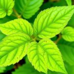 Natural remedies for sick plants: homemade cures that actually help