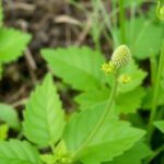 gérer les adventices sans herbicides : méthodes pratiques et identification