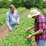 Associer cultures et biodiversité pour réduire les intrants