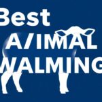 Prendre soin pour durer : pratiques concrètes pour le bien-être animal en élevage