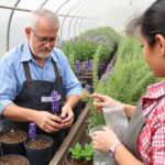 Commencer une production de plantes aromatiques: du potager au marché Commencer une production de plantes aromatiques: du potager au marché