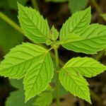 Cómo reconocer y enfrentar las enfermedades que amenazan los cultivos