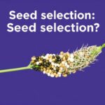 Semillas a la encrucijada: elegir entre híbridas, criollas o transgénicas