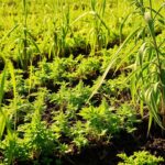 Cultivar vida: agricultura regenerativa para restaurar el ecosistema