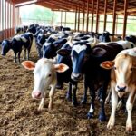 Raising animals with care: practical welfare guidance for livestock farmers