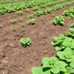 Cómo diseñar una rotación eficaz que revitalice la tierra y frustre a las plagas