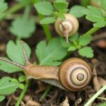 Schnecken: natürliche Wege gegen gefräßige Feldgäste
