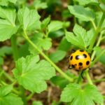 Cómo proteger la huerta sin destruirla: estrategias prácticas para el control integrado de plagas