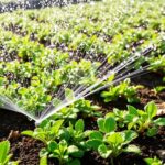 Riego eficiente: cómo lograr más con menos agua