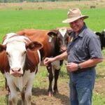 Optimiser la reproduction dans son élevage bovin : pratiques, repères et protocoles