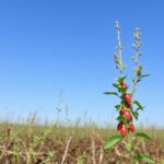 Más que herbicidas: reinventar el control de malezas en el campo