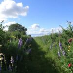 Restaurer la nature avec haies et bandes fleuries