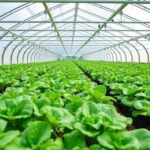 Extending your growing season: basics of greenhouse management for extended seasons