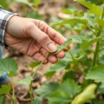 Détecter précocement les carences nutritionnelles des cultures : repérer, comprendre, agir