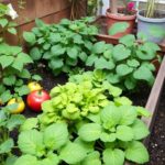 Huertos en miniatura: cómo cultivar hortalizas en espacios pequeños o urbanos