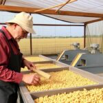 Valoriser ses céréales par la transformation à la ferme