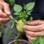 Injertos que transforman: cómo mejorar variedades y salvar cosechas