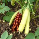 Praxisorientierter Anbau von Eiweißpflanzen für die eigene Futtergrundlage