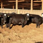 Rethinking manure: turning a farm problem into a soil solution