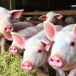 Cuidar lo visible y lo invisible: indicadores prácticos de bienestar en cerdos y ovejas