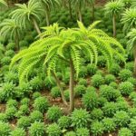 Agroforesterie réfléchie pour grandes cultures: principes et pratiques