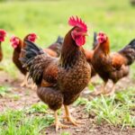 Les clés pour réussir l'élevage de volailles en plein air