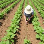Organiser ses cultures pour répartir le temps de travail sur l'année