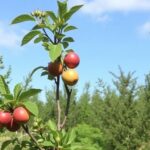 Grow a backyard harvest: selecting and caring for fruit trees and berry bushes