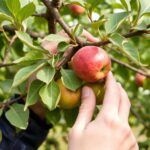 Cuándo y cómo podar tus frutales para mejorar la cosecha