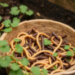 Transformar residuos en oro negro: guía práctica para criar lombrices y producir humus