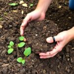 Preparación práctica de compost y abono orgánico de alta calidad para tu huerto