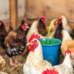 Cuidar la salud del gallinero: guía práctica para empezar