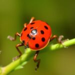 Aliados naturales en tu campo: guía práctica para el control biológico de plagas