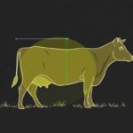 Reproducción eficiente en el ganado: guía práctica de inseminación y detección de celo