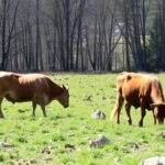 Mieux gérer la rotation des pâturages pour ruminants : pratiques concrètes et pièges à éviter