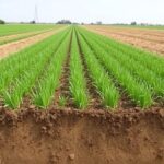 Semillas que sujetan la tierra: soluciones verdes contra la pérdida del suelo