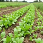 Boden schützen zwischen den Kulturen: Erosion stoppen und Nährstoffe sichern